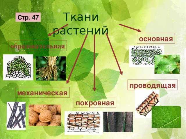 Персональный сайт - гистология