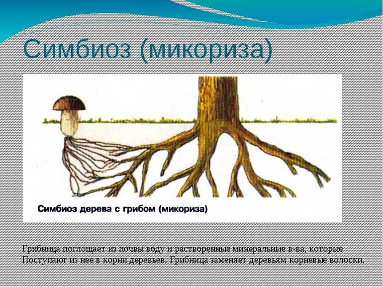 Какие грибы вступают в симбиоз с деревьями - ogorod.guru