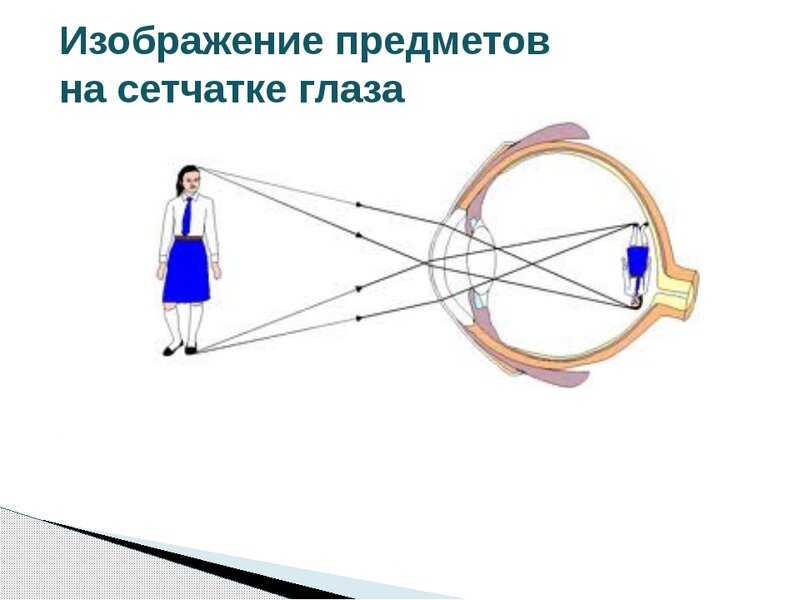 Почему на самом деле мы видим мир перевернутым - тестостерон