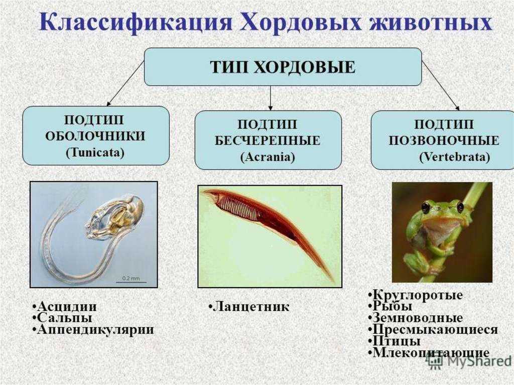 Ковалевский внёсший огромный вклад в изучение этих животных доказал что ланцетники принадлежат к типу хордовых и занимают промежуточное положение между оболочниками и позвоночными животными