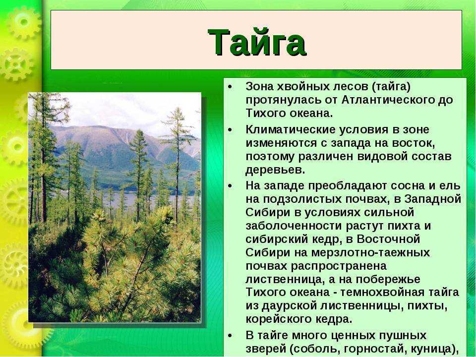 Природные зоны русской равнины: таблица (8 класс) география