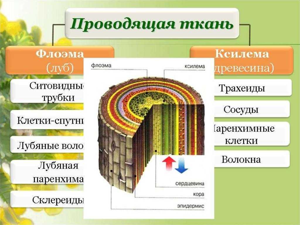 Основные понятия и термины по биологии для 5 класса