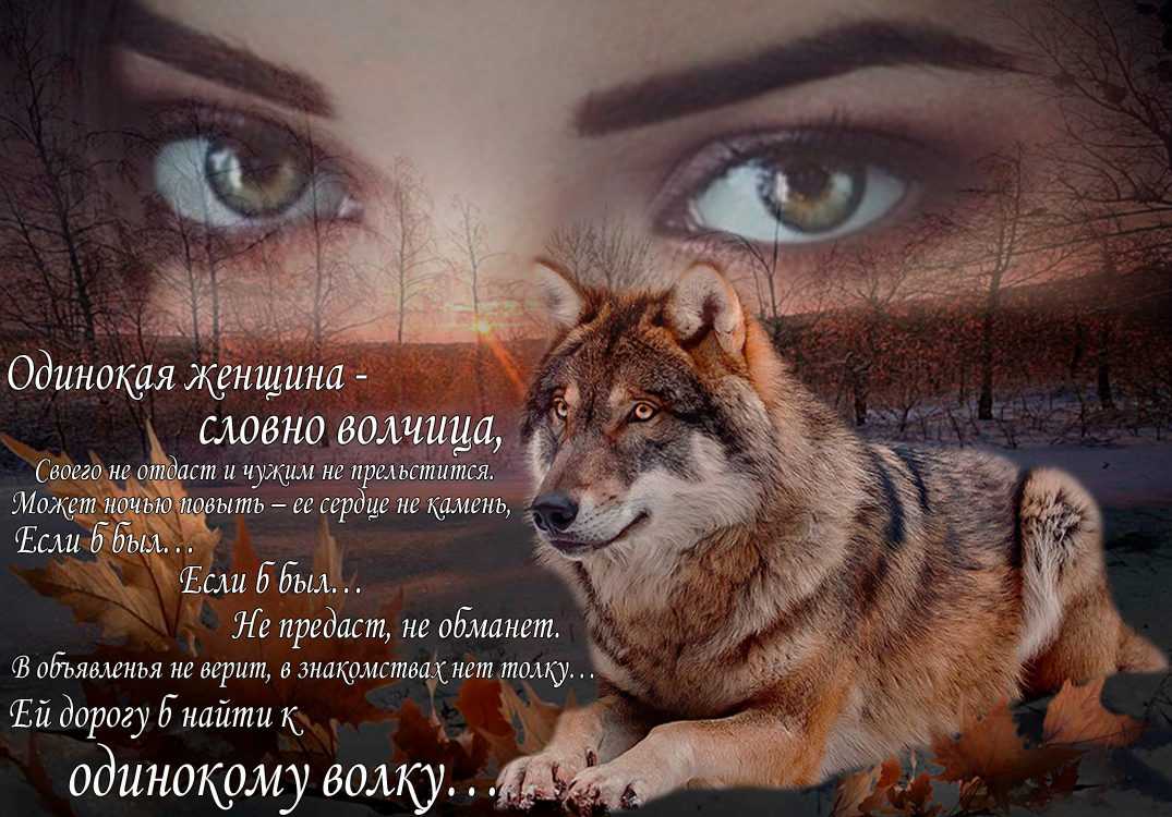 Волк