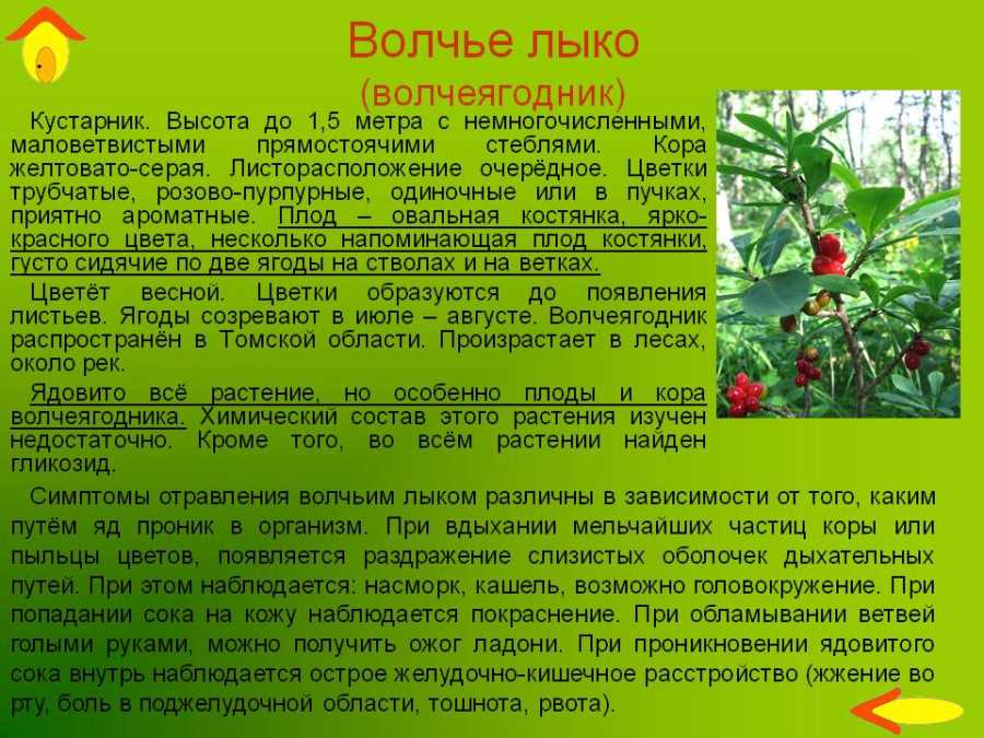 Волчье лыко, или волчеягодник