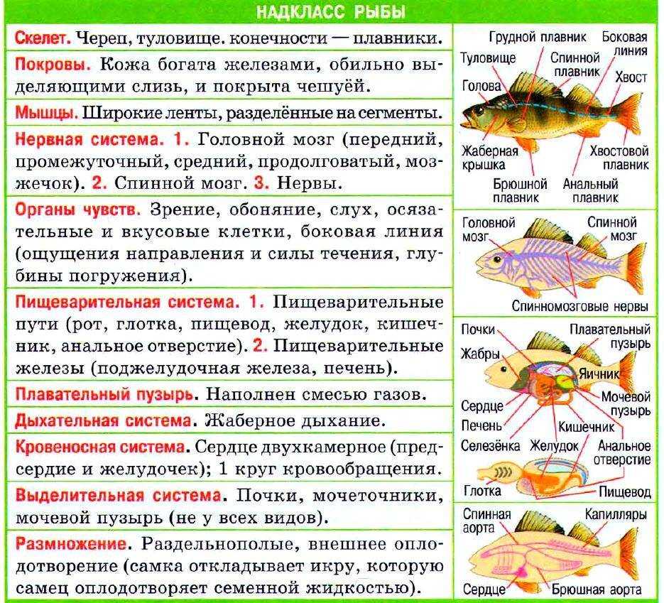 Дорадо что за рыба, польза и вред для организма, свойства