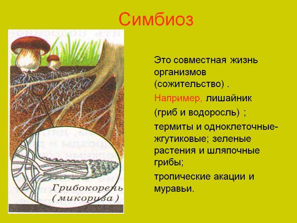Симбиозы грибов